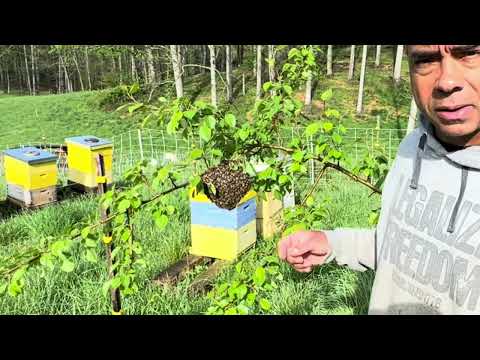 Catching a Bee Swarm!