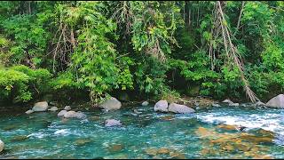 Serene River Sounds in the Forest 🌿 Natural White Noise