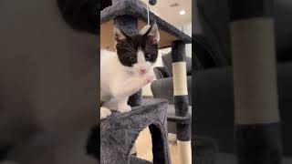 Grand Opening Day of Mini Cat Town in Santa Rosa Plaza