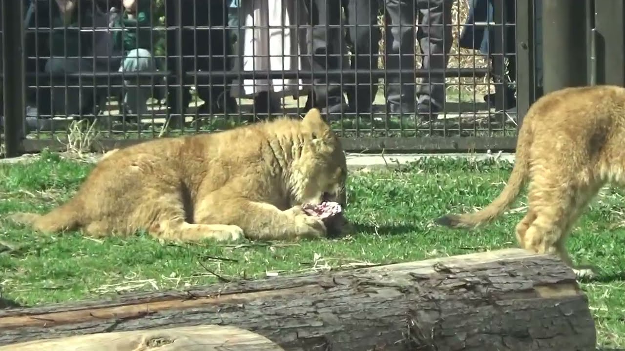 のんほいパークのライオン 屠体給餌 2026年3月1日 11時41分頃 - YouTube