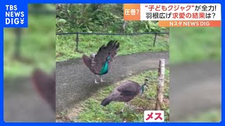 「もう1回出直してこい」子どもクジャクの“恋”の行方は？｜TBS NEWS DIG