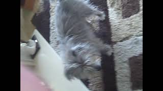 VID00041