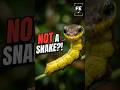 It Turns Into a Snake. But Isn’t One. #caterpillar #wildlife #shorts
