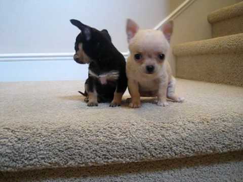 Teacup Chihuahua Puppies for Sale