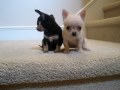 Chihuahua Puppies For Sale Near Me