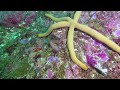 Raw dive footage from the similan islands between 210424 and 250424