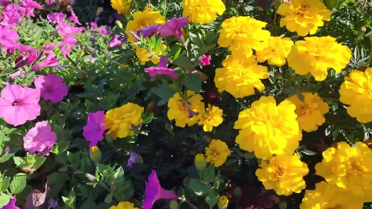 Beautiful flowers at Messick's Farm Market.
