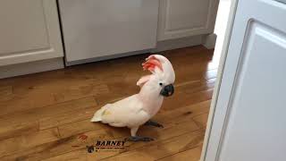 Barney vs the toy Cockatoos