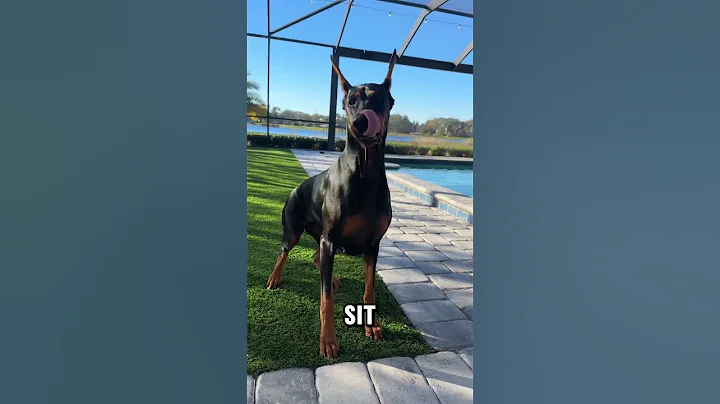 Morning training #doberman #dogs #dogtraining #dogtricks #dobermanpinschers
