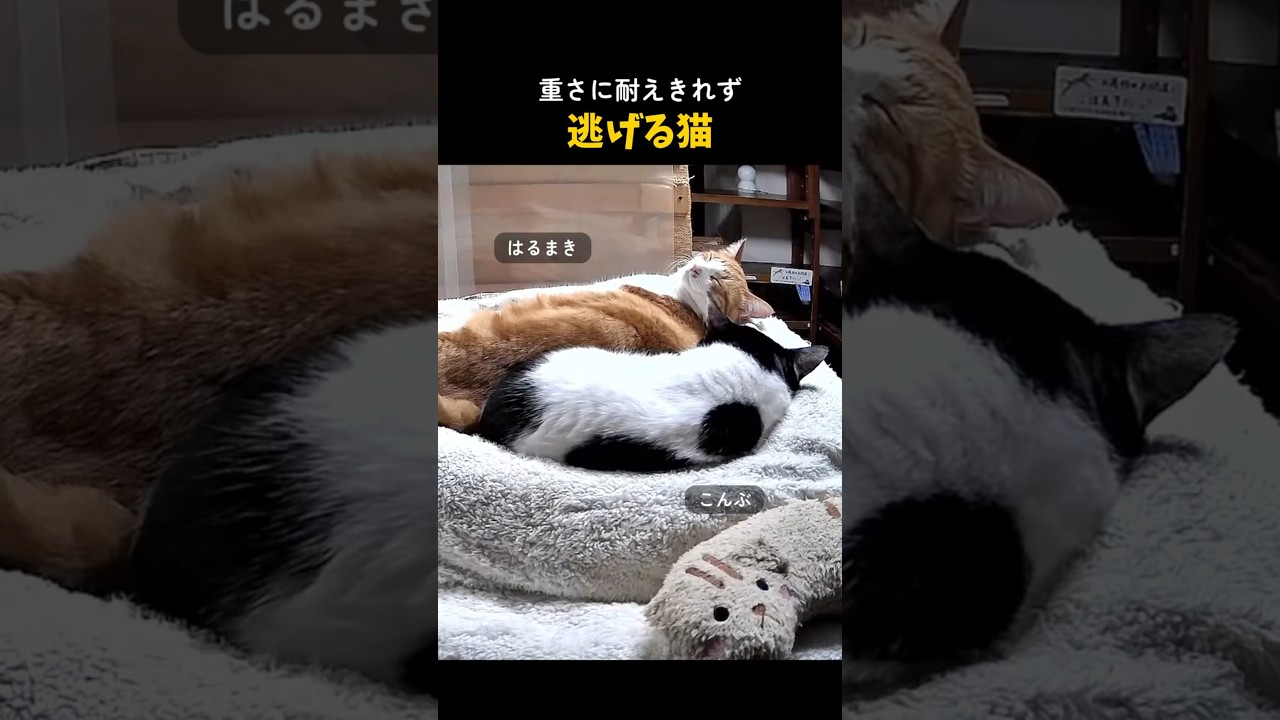 逃げるネコ 重さに耐えきれず逃げる猫 #cat #shorts - YouTube