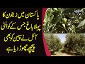 Where Are Olives Grown & How Olive Oil Is Made? | Tour Of Zatoon Plantation In Chakwal