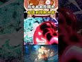 烏索普掌握見聞色新的技能，能與自己的老爸進行視野共享，一起指揮草帽團和紅發團全員戰鬥 #onepiece #luffy#海賊王