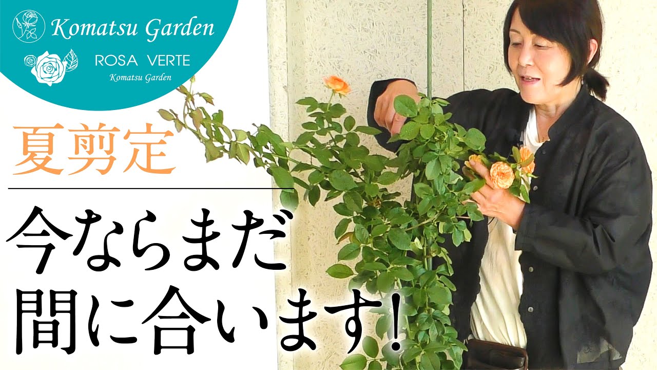 訳も分からず新芽薔薇を買いまして 夏剪定 すゞ子の独白部屋 自分のオトシドコロ
