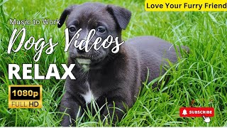 10 Hours of Peaceful Music for Dogs with Anxiety