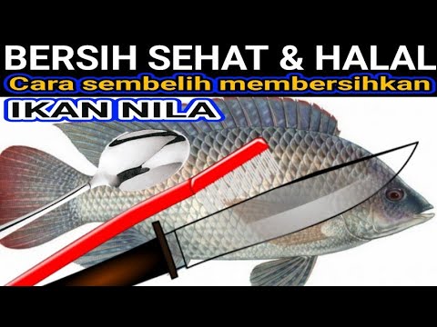 Cara Membelah Ikan Nila Untuk Dibakar