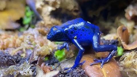 QUICK DART FROG ENCLOSURE SETUP