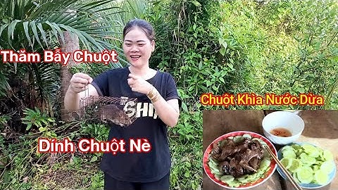 Thăm Bẫy Chuột Về Làm Món Chuột Khìa Nước Dừa Siêu Ngon [SNCM].