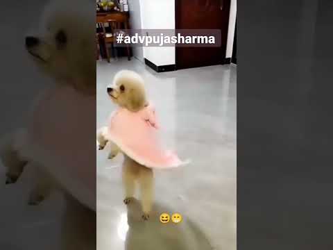 Instagram Viral Reels | Try Not To Laugh #shorts #reels #funny #dog 💕 Cute Dogs WhatsApp Status