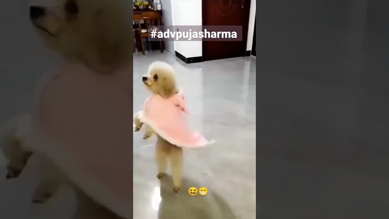 ⁣Instagram Viral Reels | Try Not To Laugh #shorts #reels #funny #dog 💕 Cute Dogs WhatsApp Status