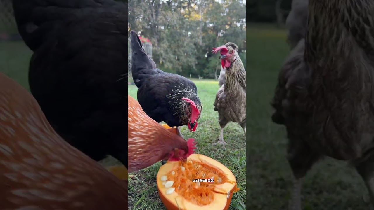 hen's ears tell you what color eggs she'll lay 