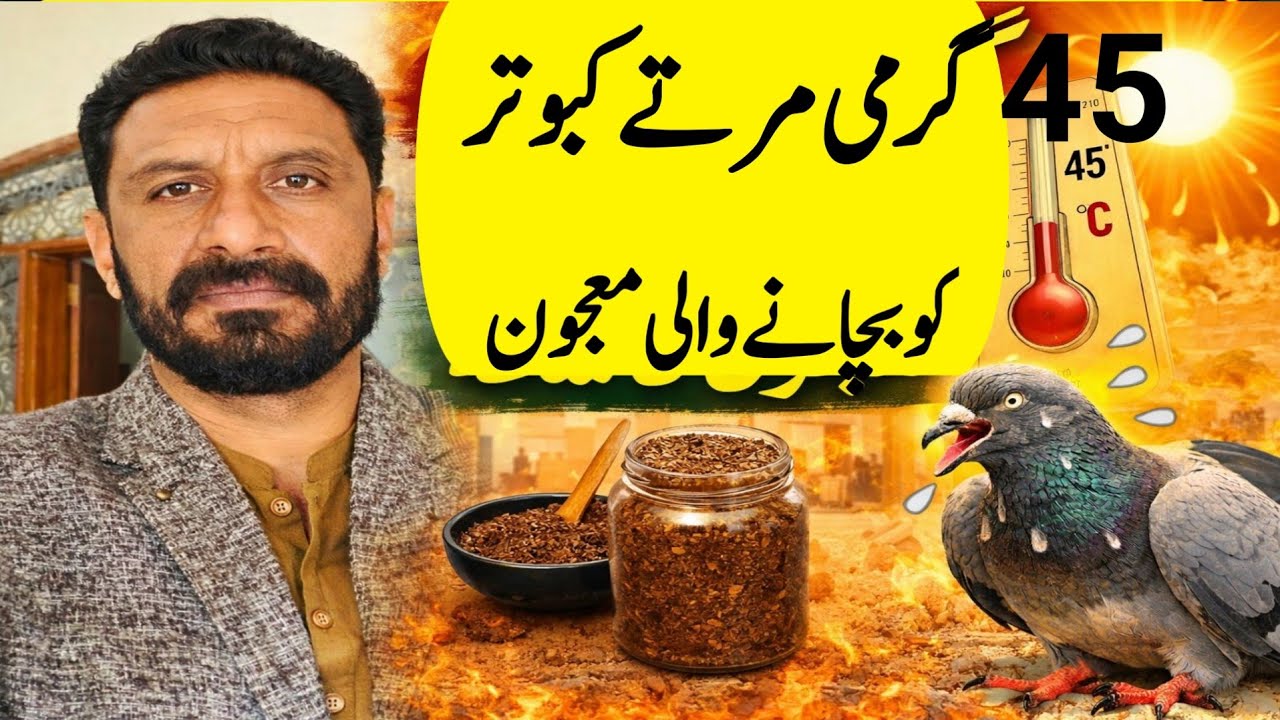 45 GARMI ME KABOOTAR KO BCHANY K LYE MAJOON 