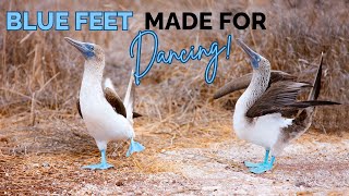 Blue footed Booby | Blue Feet Made For Dancing!