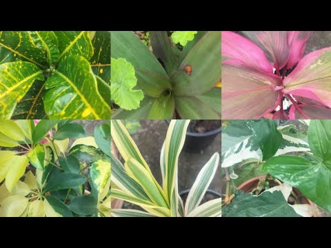 12 permanent and colourful plants jo abi cutting sa tyar kr skte hn / very Hardy permanent plant