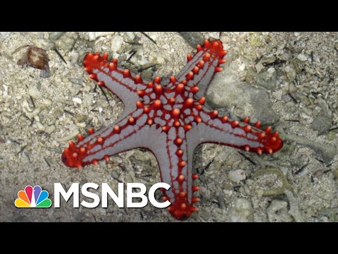 Does Democracy Grow Back Like The Limb Of A Starfish? | MSNBC