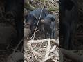 Amazing Wild Pig Looking Warthog Pig Boar Hog Viral Animal Wildpig Wildboar Wildlife 