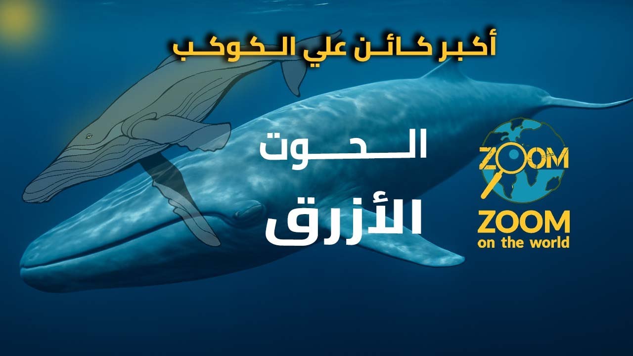 الحوت الأزرق أكبر مخلوق علي وجة الأرض The blue whale is the largest in ...
