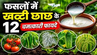 किसान यह गलती मत करो! खट्टी छाछ का सही तरीका | फसलों में खट्टी छाछ के 12 चमत्कारी फायदे |