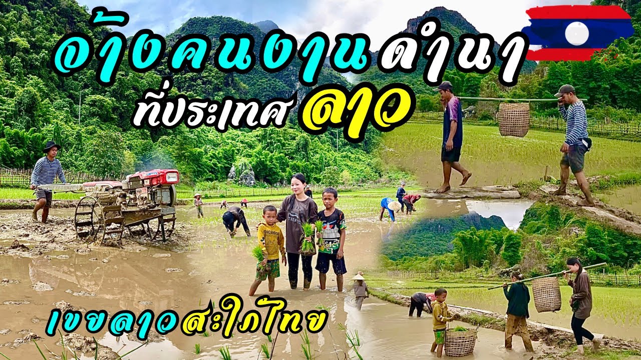เขยลาว-สะใภ้ไทย จ้างคนงานดำนาที่บ้านนาฮี สปป.ลาว |ทำนาช่วยพ่อตาแม่ยาย #สาวลาว #วิถีชนบท
