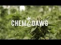 Vancouver marijuana producer  cedar creek cannabis  chemdawg