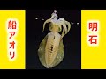 明石で船アオリイカ釣り4回目の挑戦！