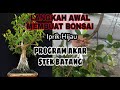 MEMBUAT BONSAI IPRIK HIJAU CARA STEK BATANG DAN PROGRAM PECAH BATANG ( part1 )