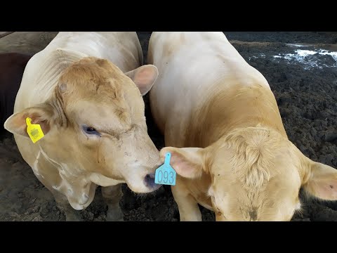 مزرعة عجول يوم كامل فيها شاهد ماذا حصل