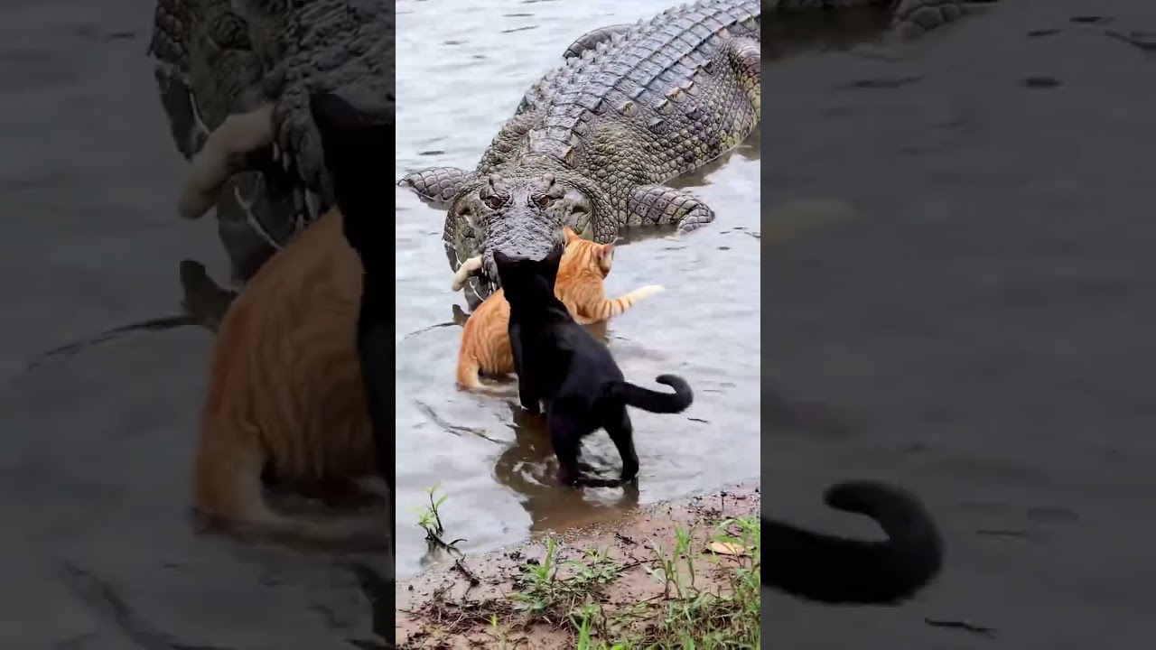 Crocodile Bites Cat Orange, another cat tries to save the entangled cat 
