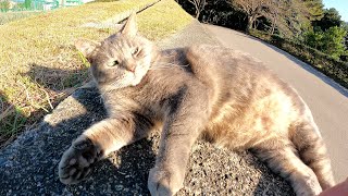 球技場の前でボールみたいに丸っこい灰色猫が転がっていた
