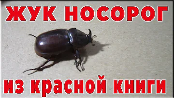 Жук носорог дома , где живёт, как поймать, сколько живёт и чем питается обзор от кубик нубика
