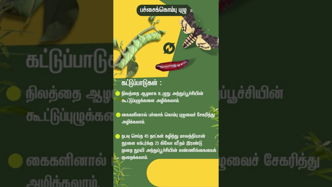 Crop Protection :: Pest Control In Sesame Oil Crop