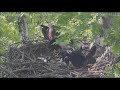 Hays Eagles Mom brings fish Dad brings bird H13 deals with a feather 5.7.21 16:20