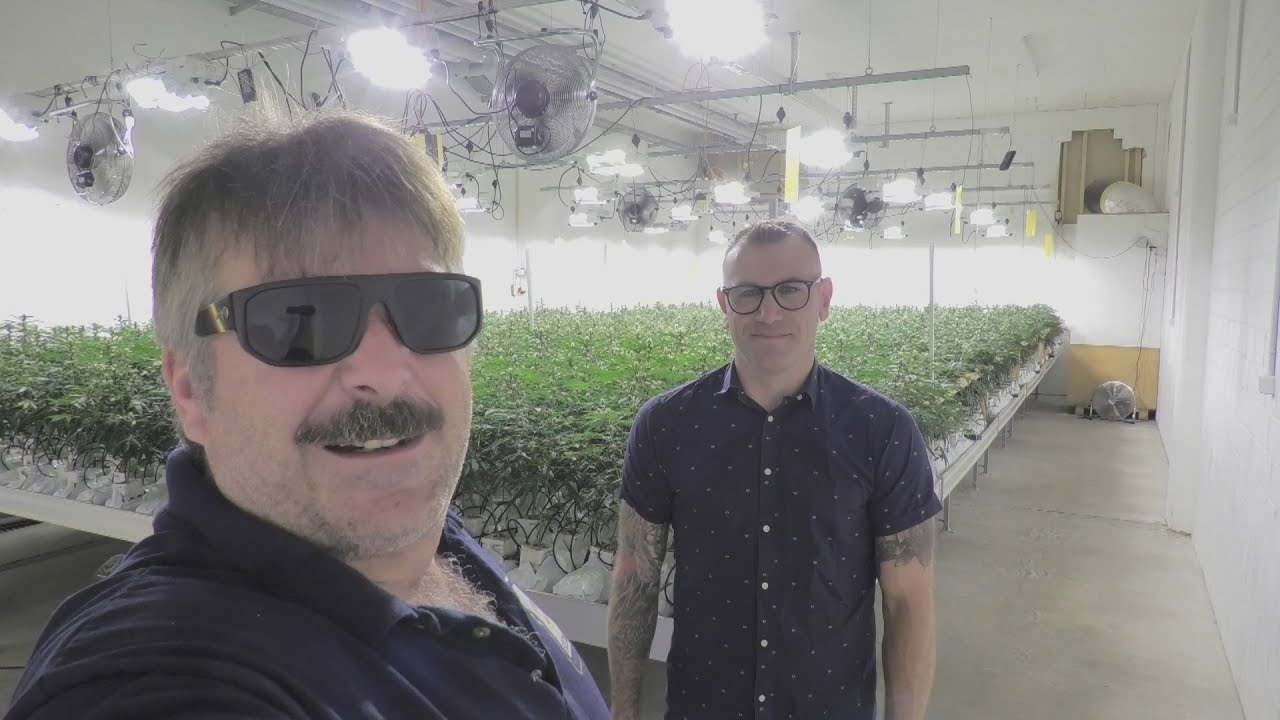 Zürich CompanyX showing off their award-winning Sugarberry 20% CBD