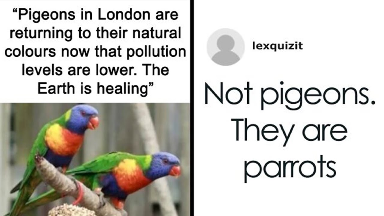 They Missed The Joke So Badly 😂 The Internet Never Let Them Live It Down