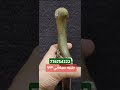 عرض مايتعووووض جنبيه اكسبلور تراث يمني جنابي صيفاني ابو اصيل اليمن صنعاء مغتربين ترند