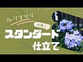 【園芸びより】ルリマツリのスタンダード仕立て