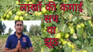 Apple ber farming in Rajasthan profit or lose full information  // एप्पल बैर की खेती फायदा या नुकसान