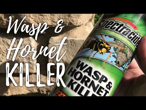 dog licked wasp spray