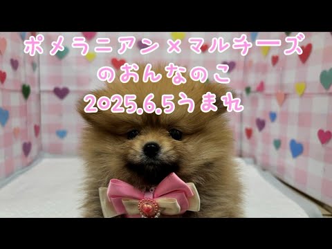 フラットポーチ♡レディ＆ポメラニアン ポメラニアン ハンドメイドフラットポーチ｜Yahoo!フリマ（旧