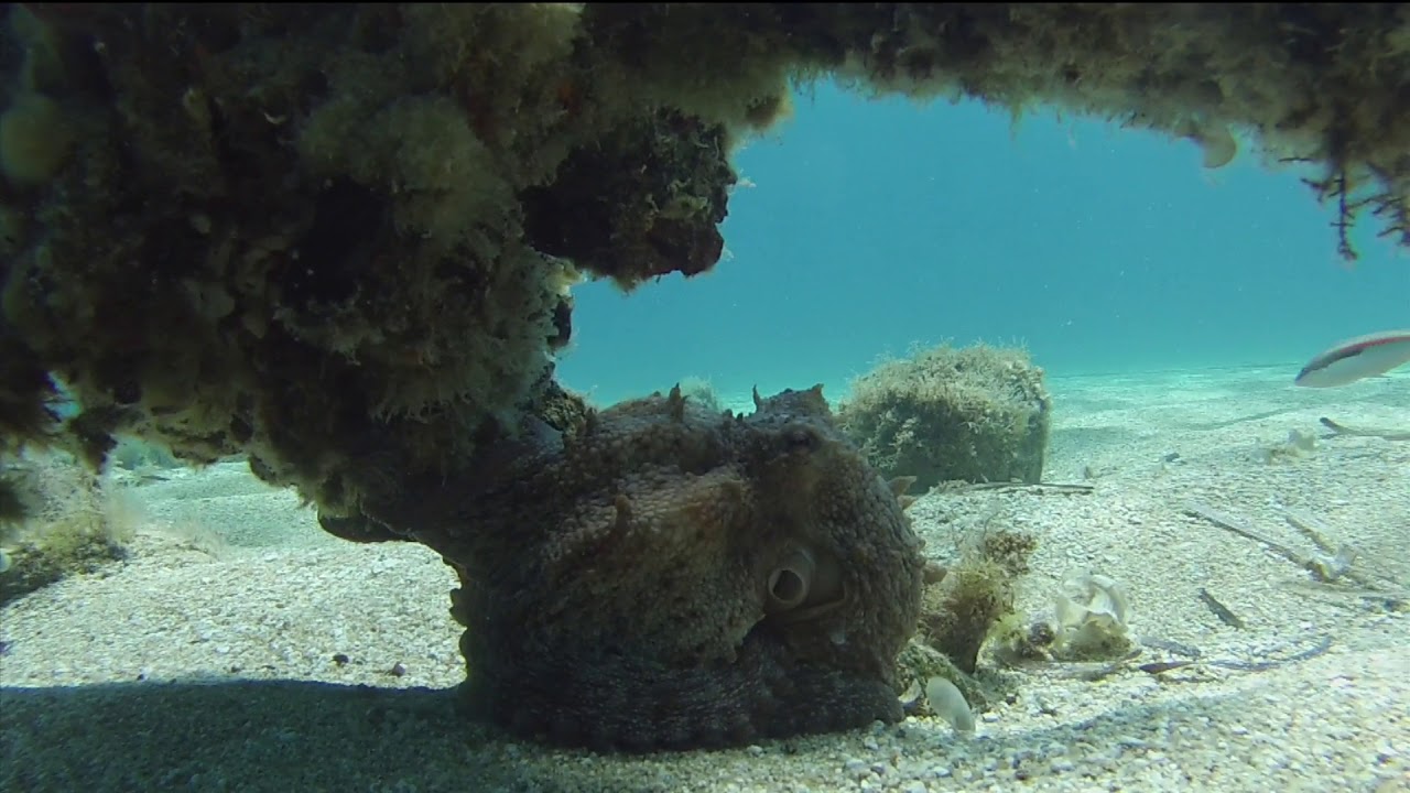 Mykonos Diving Center - Kalo Livadi