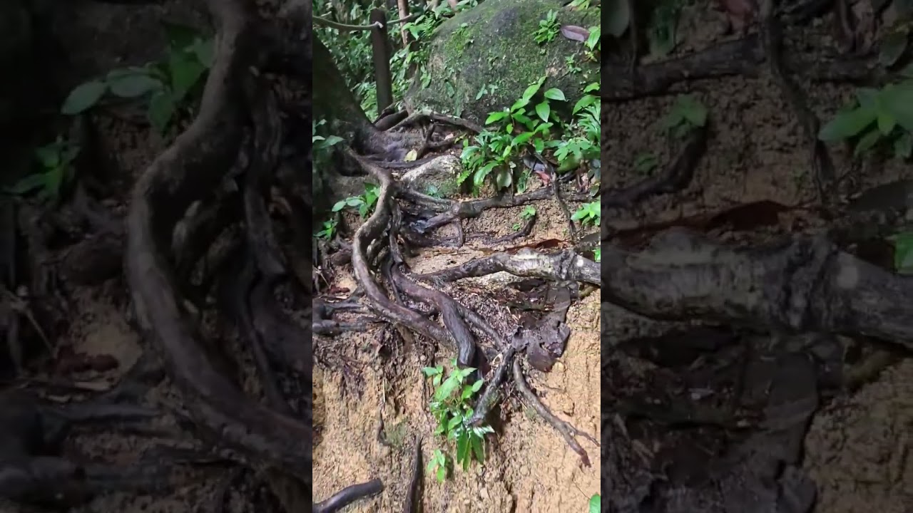 подъем к водопаду Ton Chong Fa в Као-лак